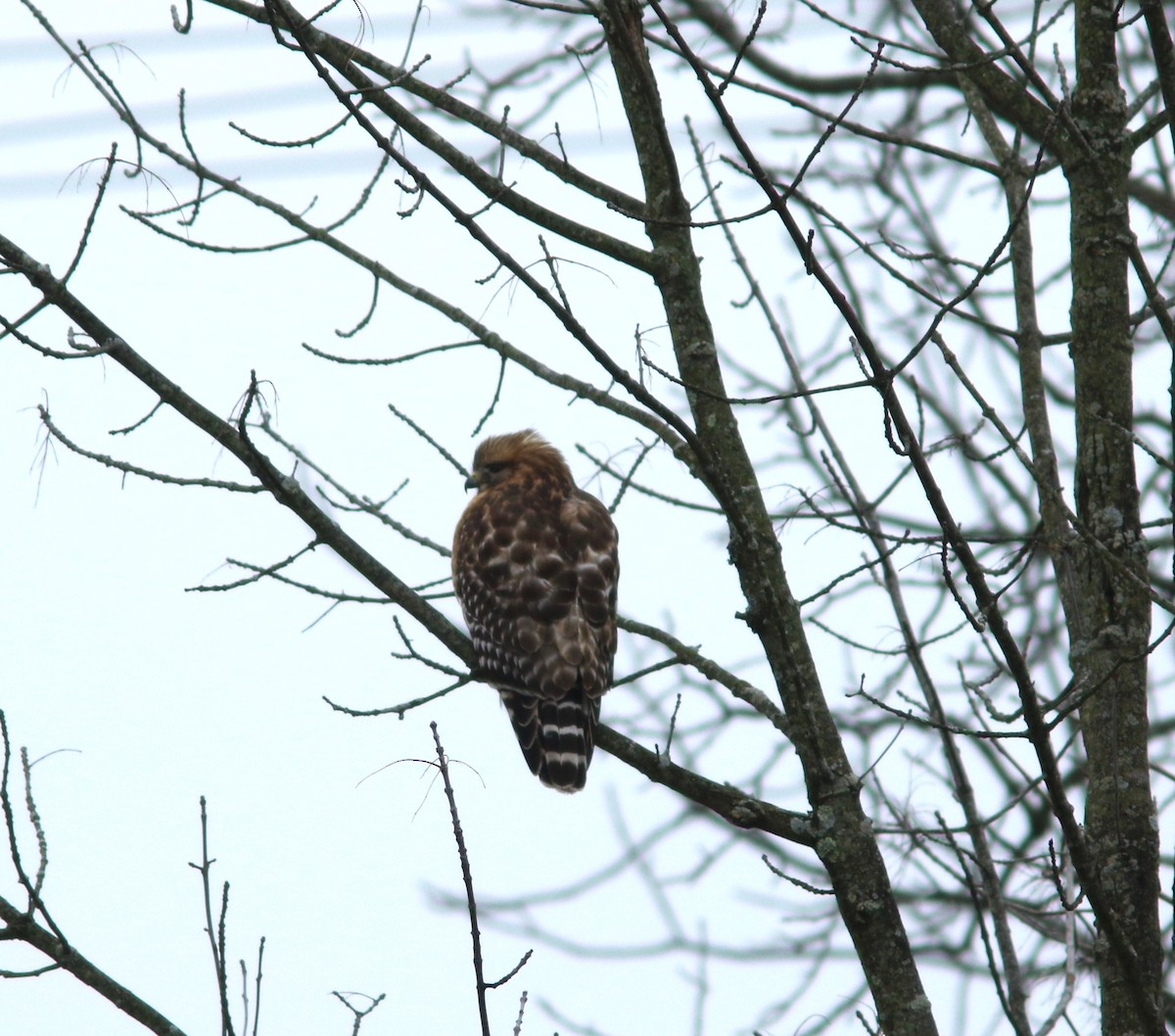 Red-shouldered Hawk - ML529424571