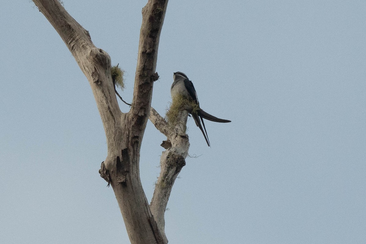 Moustached Treeswift - ML529425531