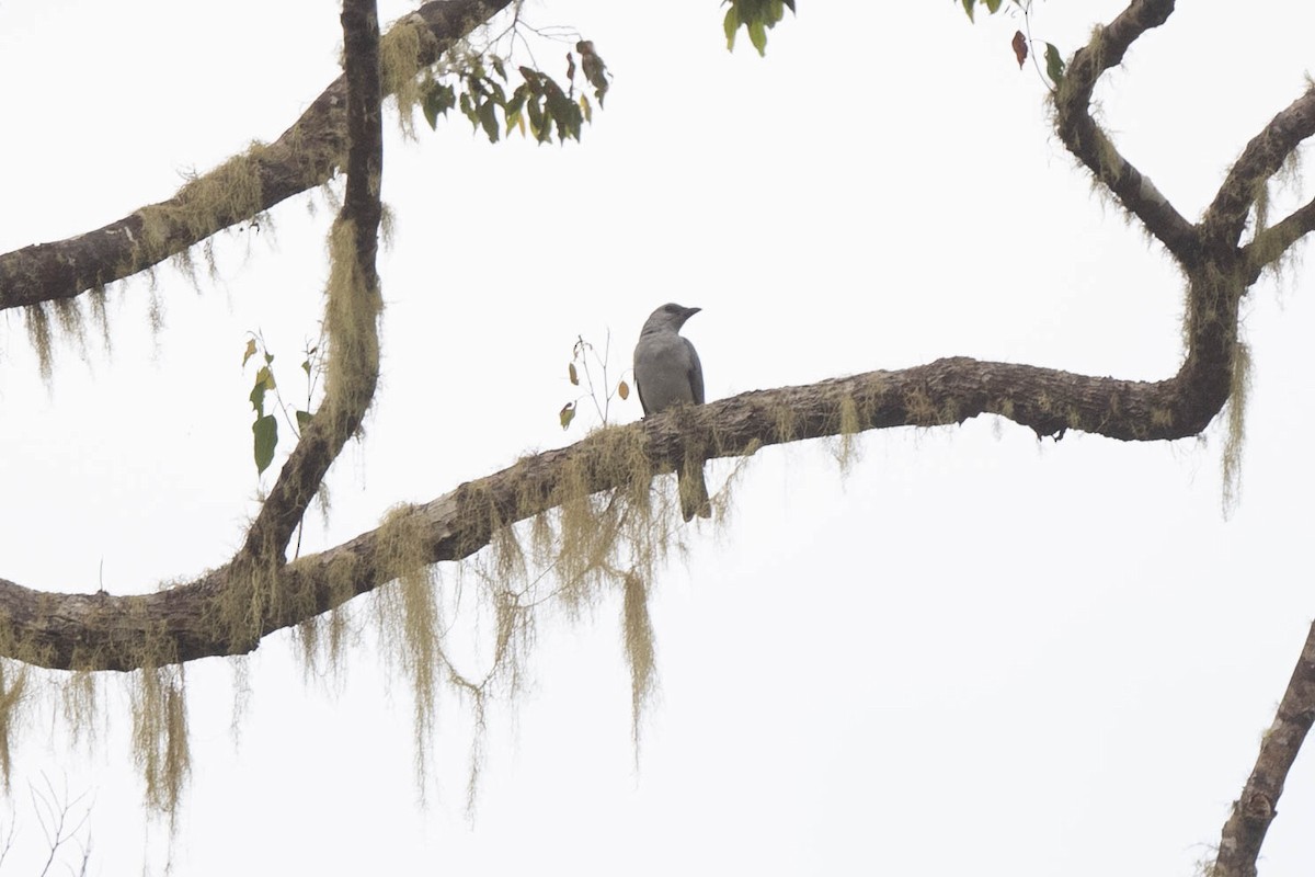 Buru Cuckooshrike - ML529427141