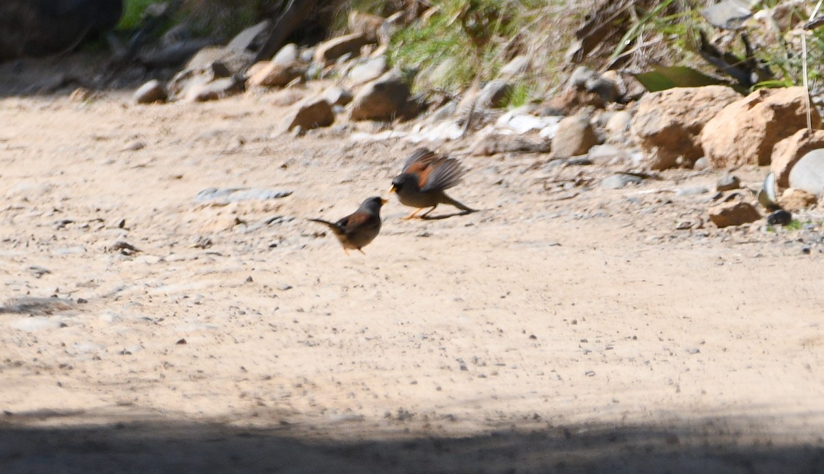 Rufous-backed Inca-Finch - ML529427881