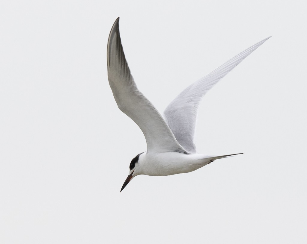 Forster's Tern - ML529428581