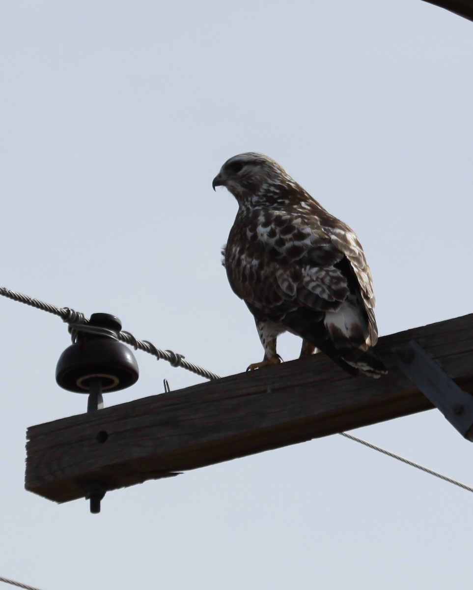 Rough-legged Hawk - Phil Lyon