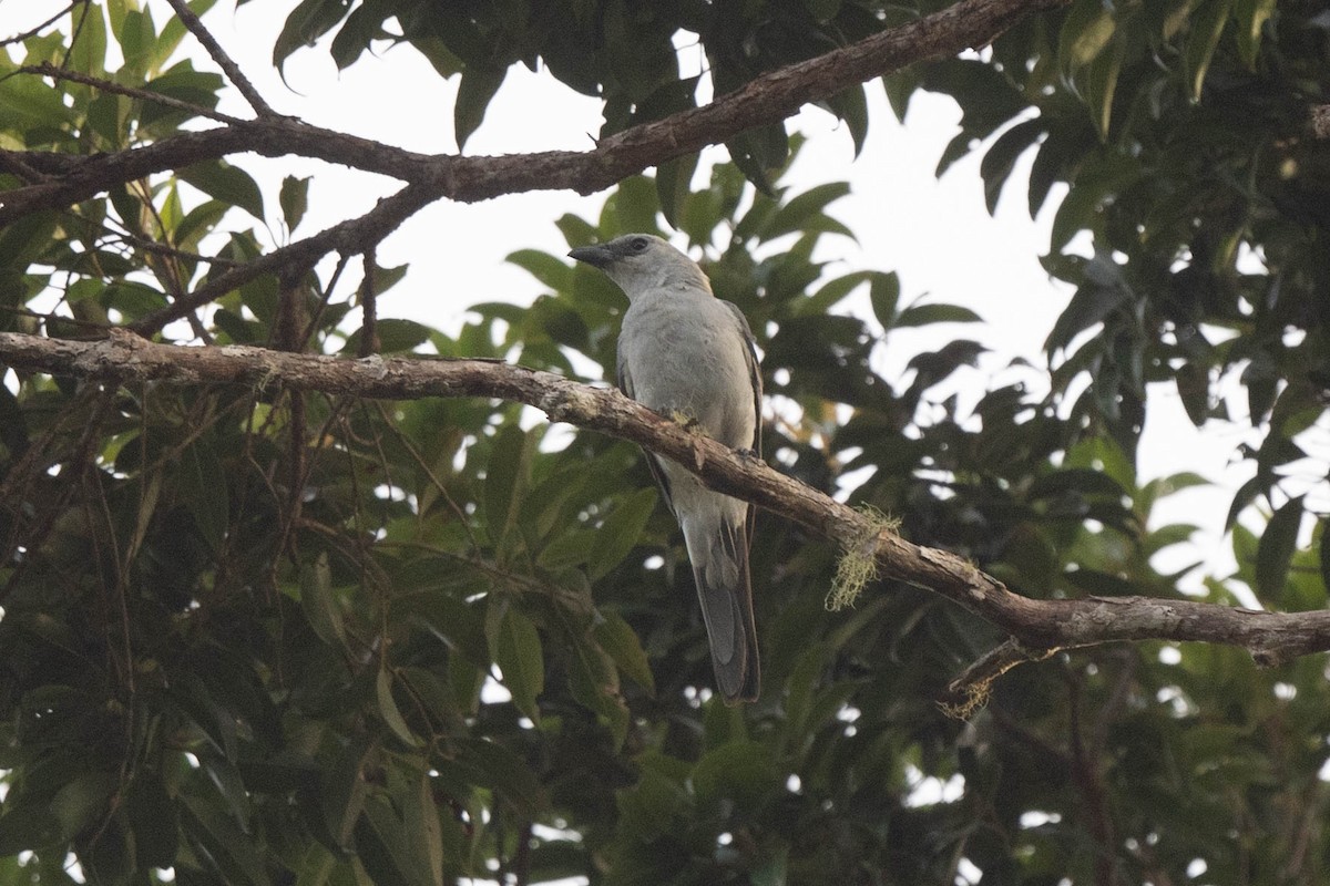 Buru Cuckooshrike - ML529429921