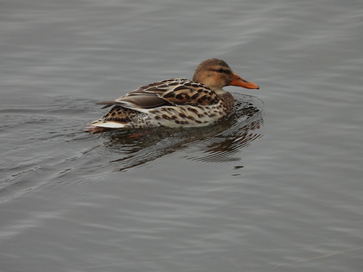 Canard colvert - ML529430741