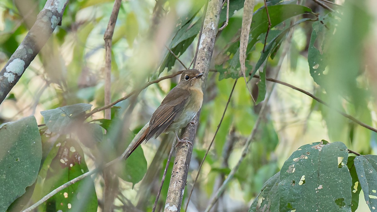 Chinese Blue Flycatcher - ML529430791