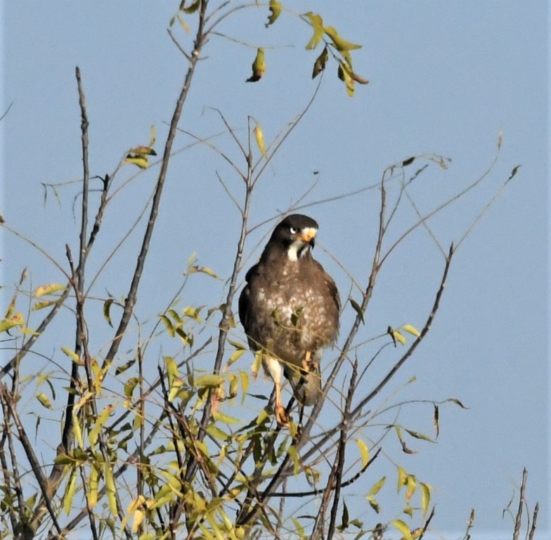 White-eyed Buzzard - ML529432251