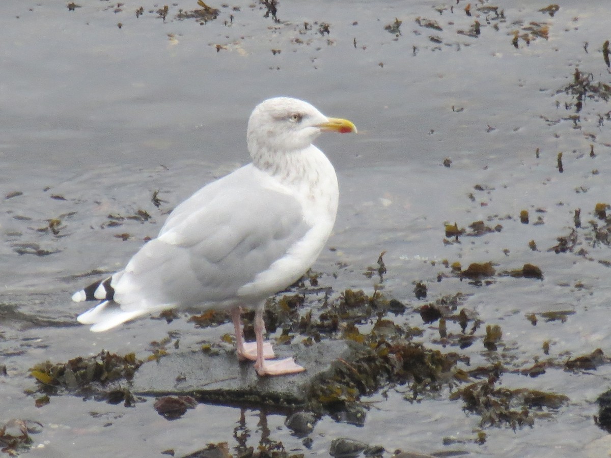 Iceland Gull - ML529432431