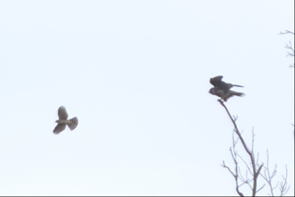 Sharp-shinned Hawk - ML529437921