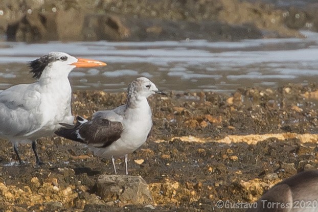 Mouette de Sabine - ML529439631