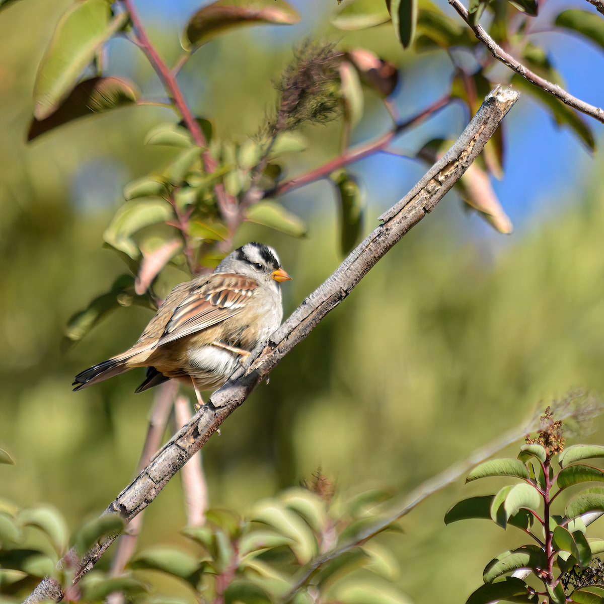 Bruant à couronne blanche - ML529440161