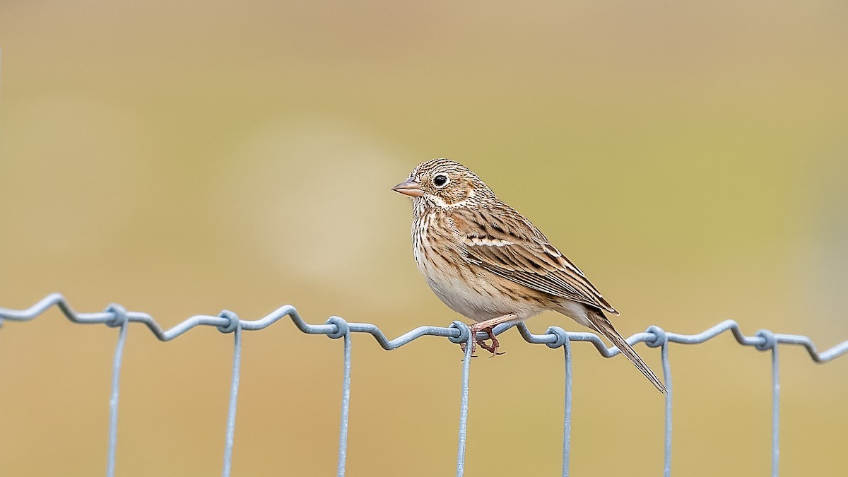 Vesper Sparrow - ML529440581