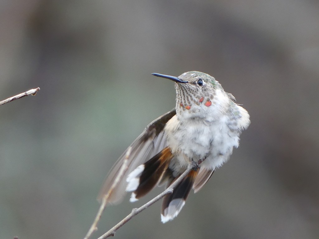 Broad-tailed Hummingbird - ML529441461