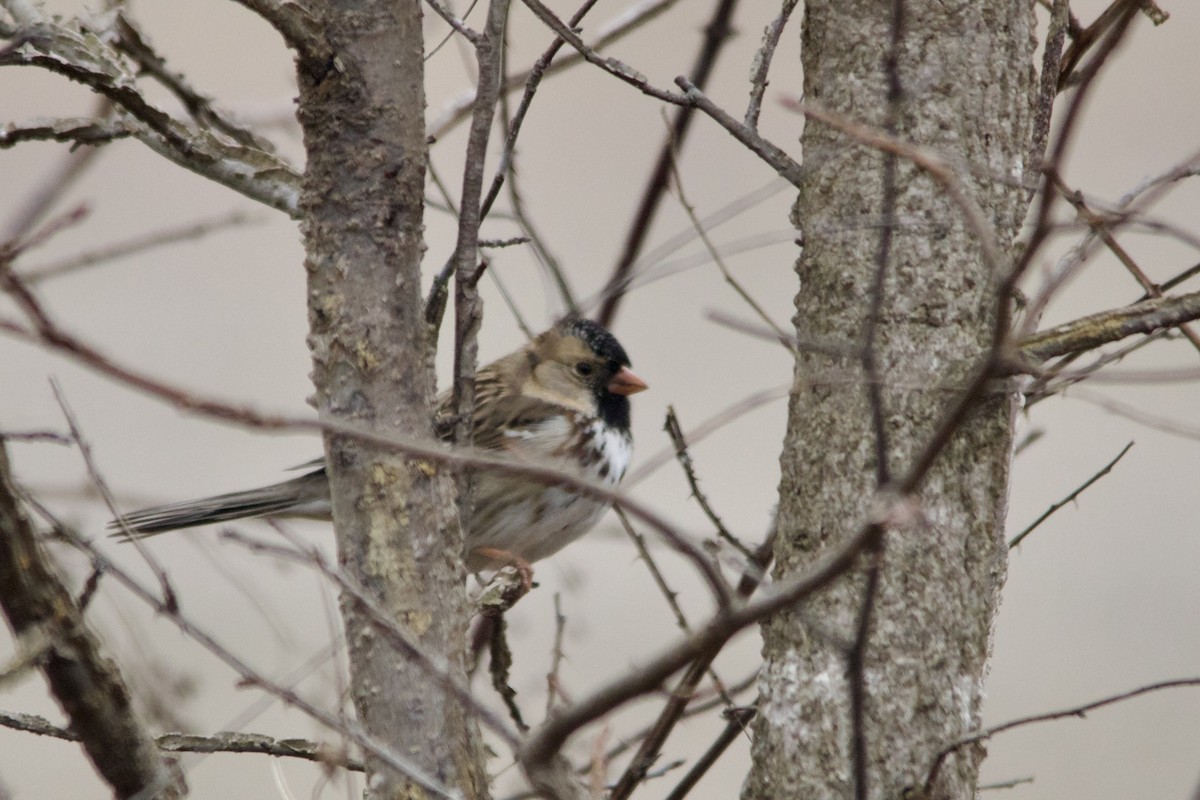 Harris's Sparrow - ML529441531