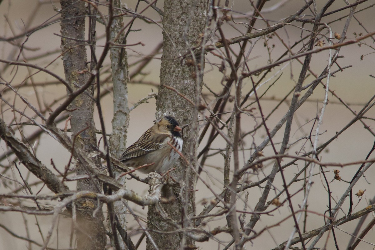 Harris's Sparrow - ML529441541