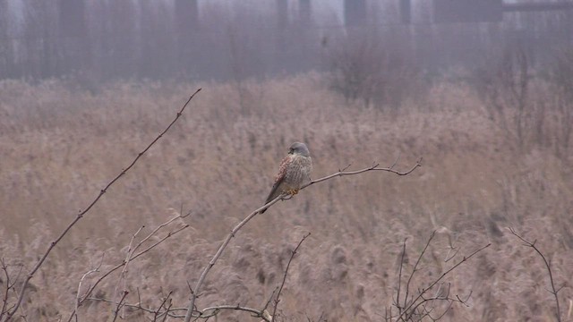 Eurasian Kestrel - ML529442831