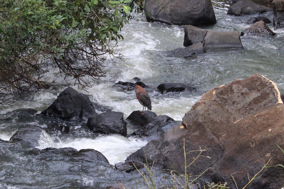 Rufescent Tiger-Heron - ML529443001