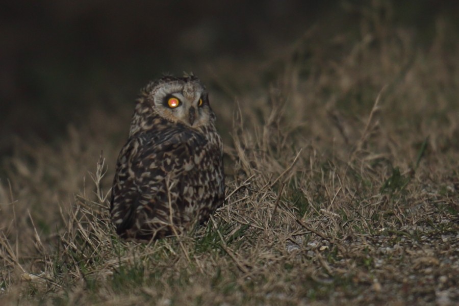 Short-eared Owl - ML529443951