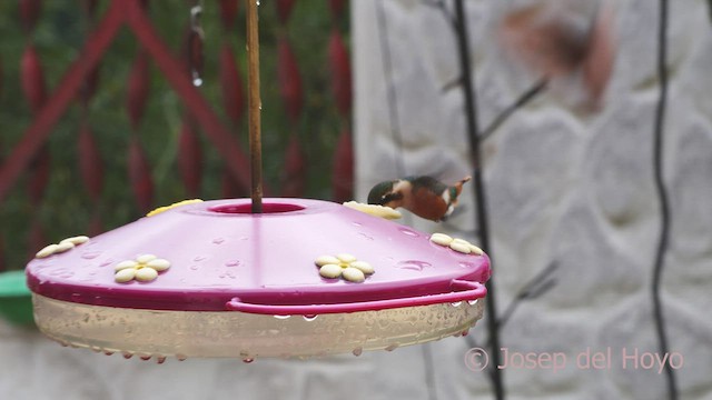 Colibrí de Heliodoro - ML529444561