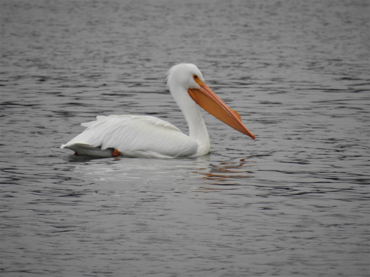 American White Pelican - ML529445751