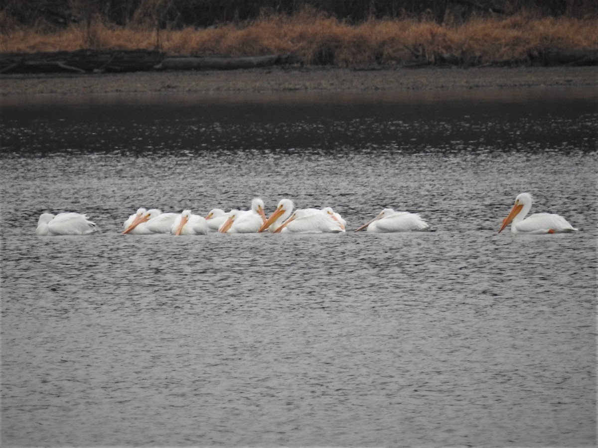 American White Pelican - ML529445781