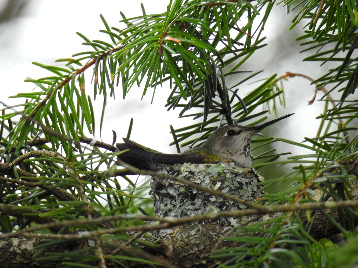 Anna's Hummingbird - ML52944581