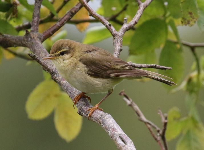 Phylloscopus sp. - ML529446371