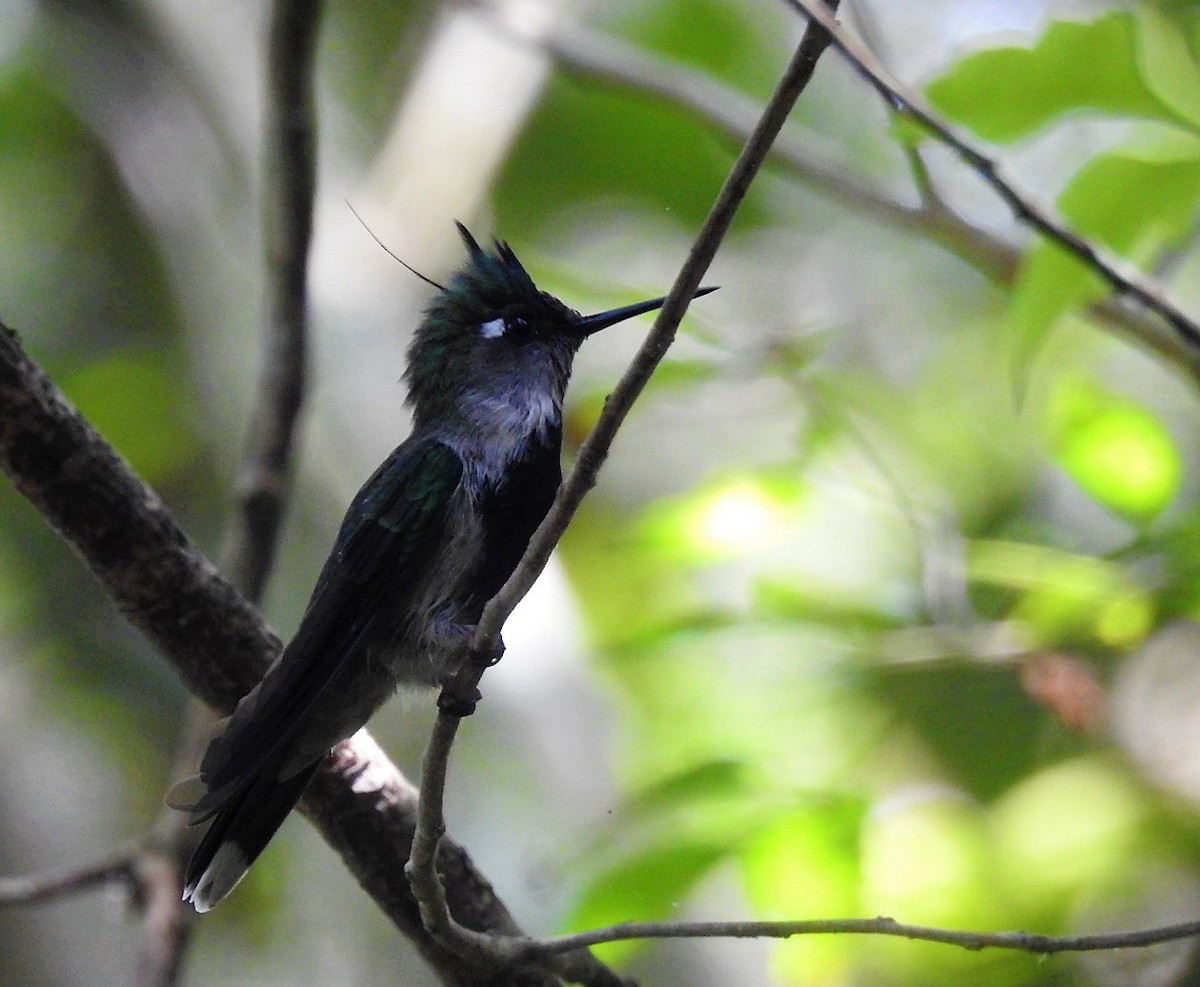 kolibřík paraguayský - ML529447061