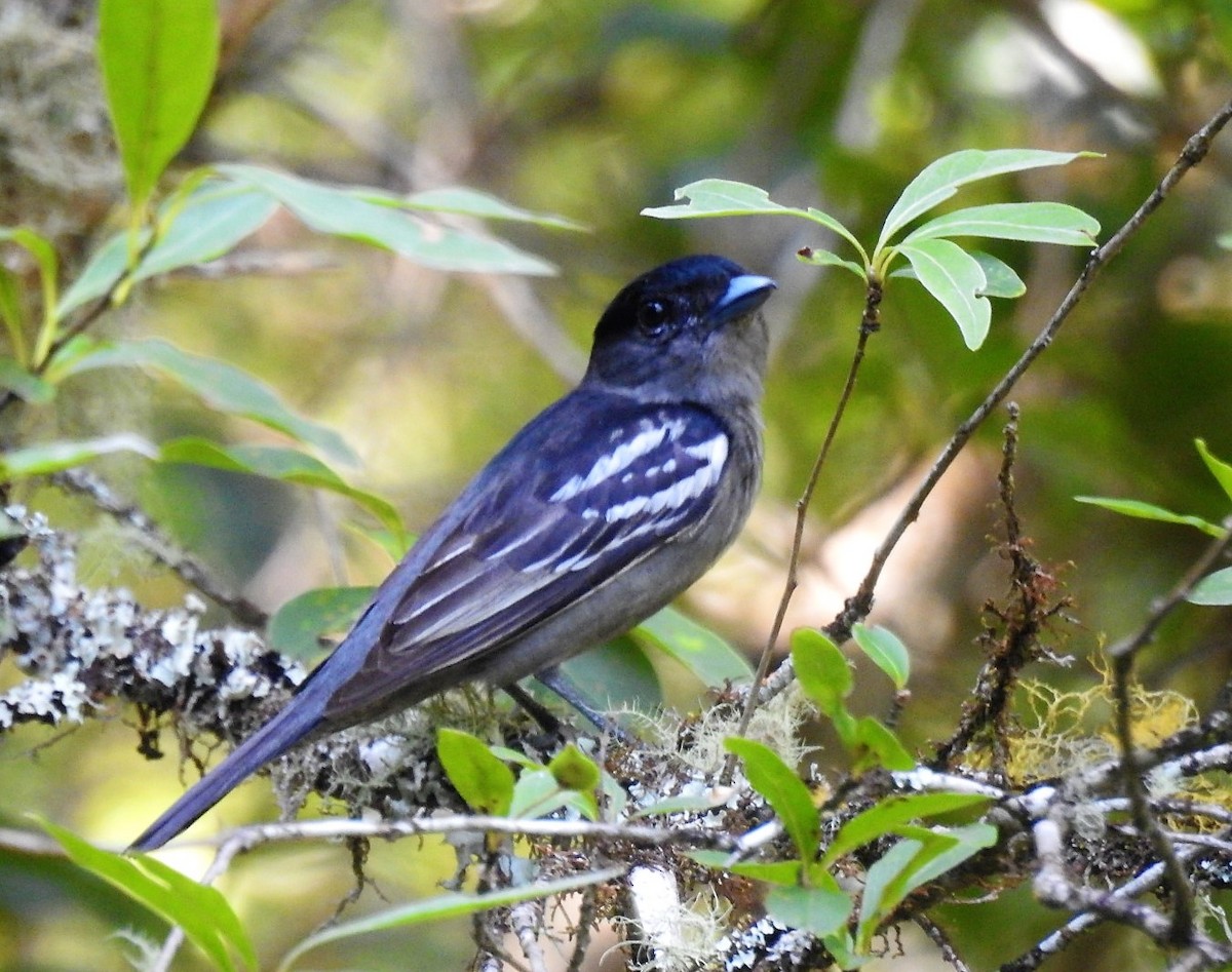 White-winged Becard - ML529447301