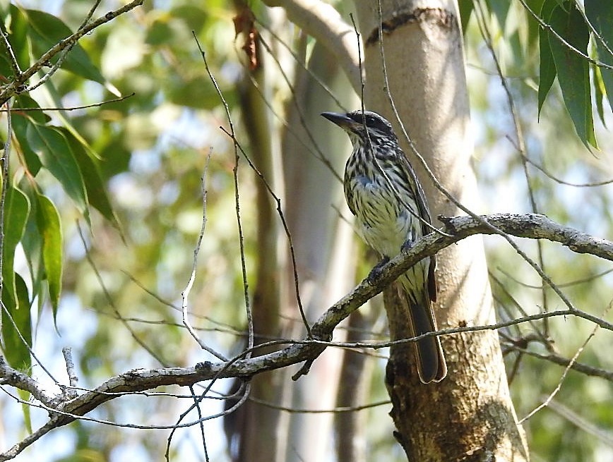 Streaked Flycatcher - ML529447611