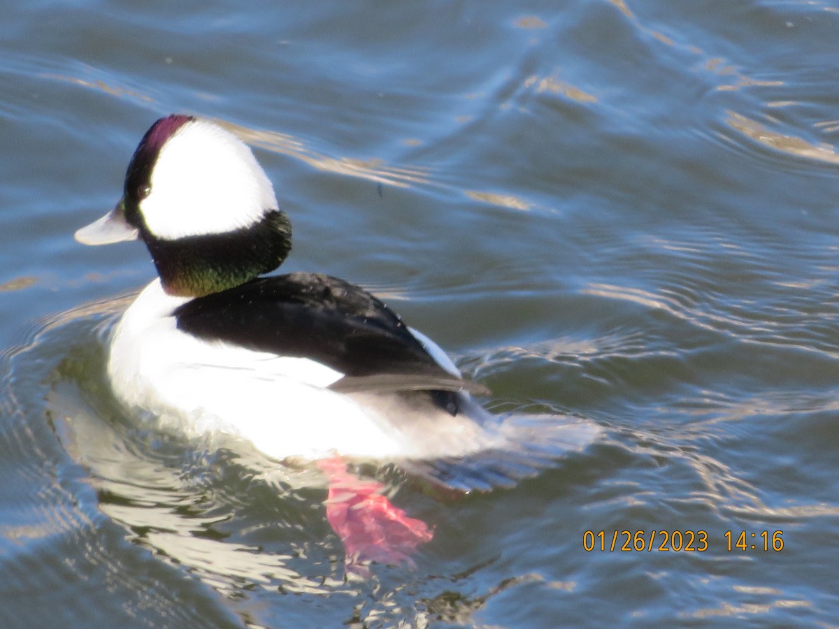 Bufflehead - ML529447771