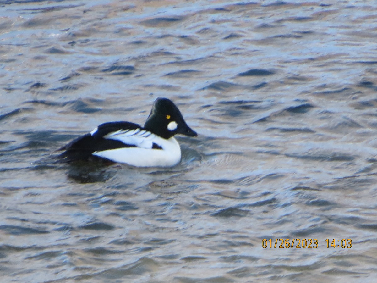 Common Goldeneye - ML529447941