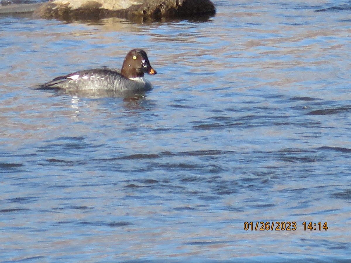 Common Goldeneye - ML529448151