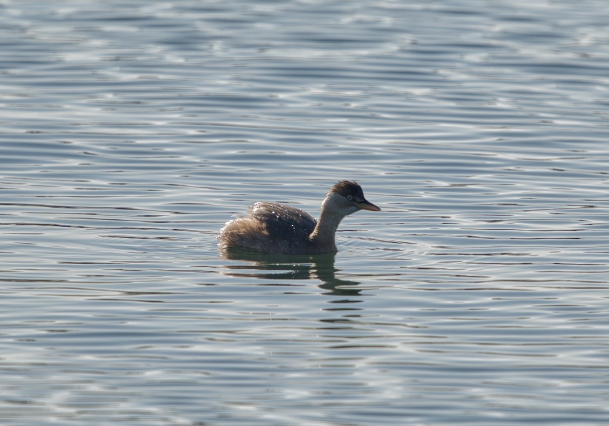 Little Grebe - ML529448171