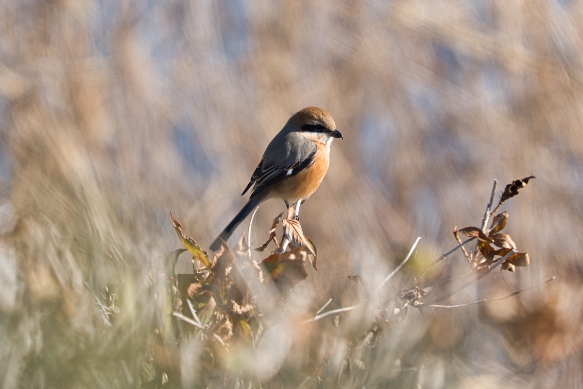 Bull-headed Shrike - ML529448251