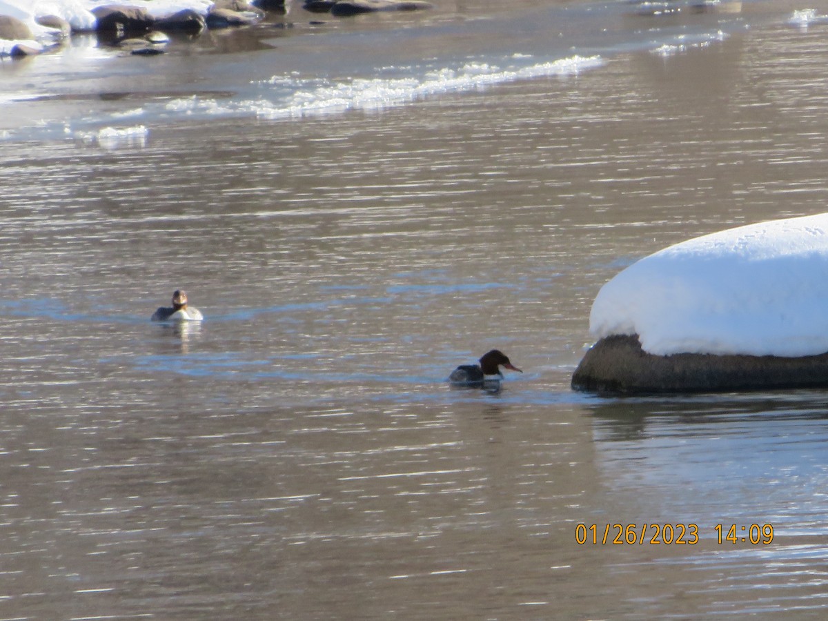 Common Merganser - ML529448441