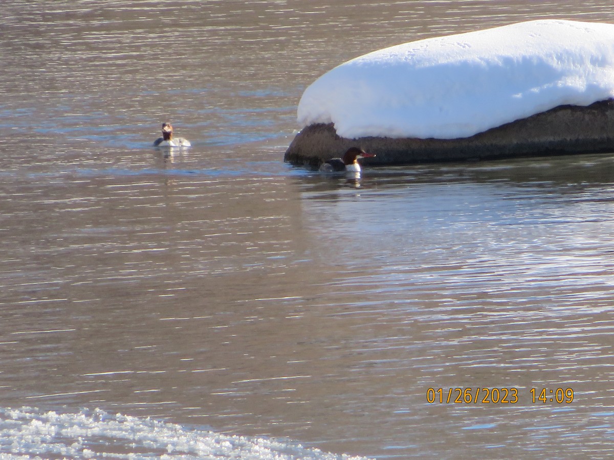 Common Merganser - ML529448571