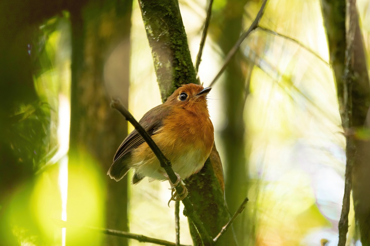 Rusty-breasted Antpitta - ML529448711