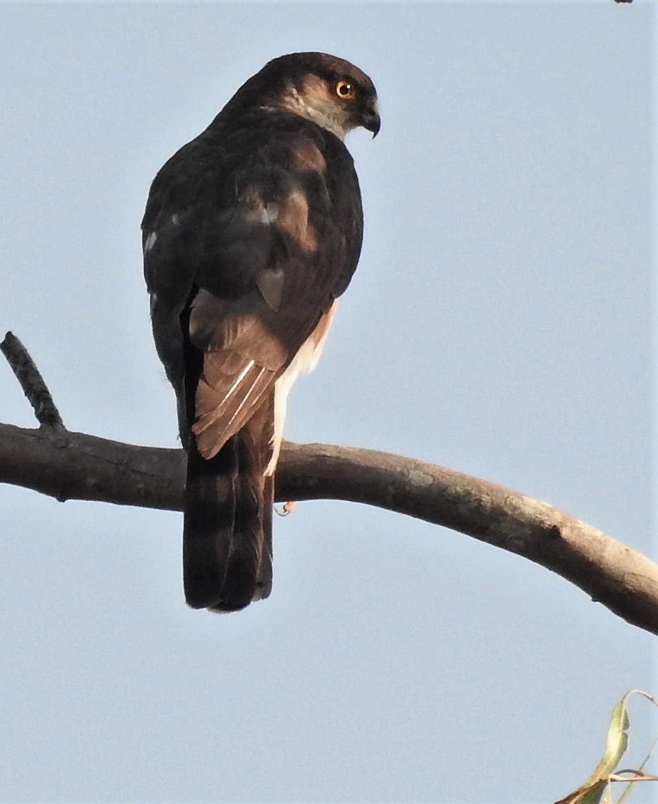 Sharp-shinned Hawk - ML529448811