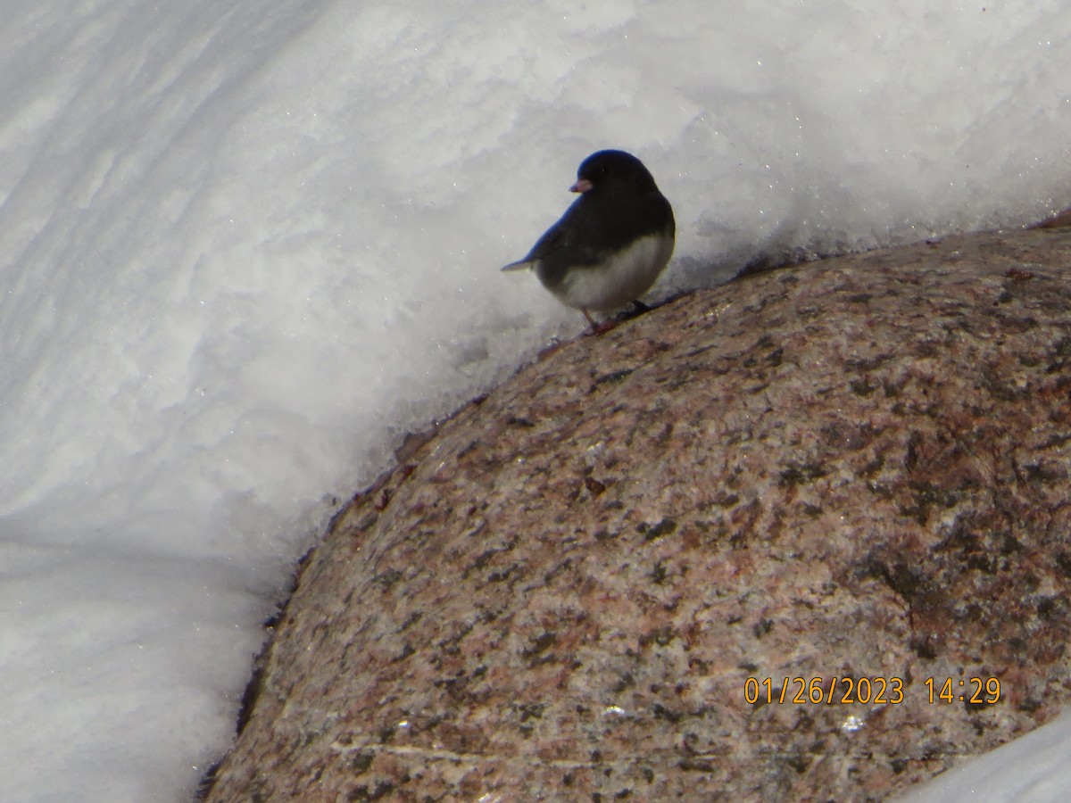 Dark-eyed Junco (Slate-colored) - ML529448931