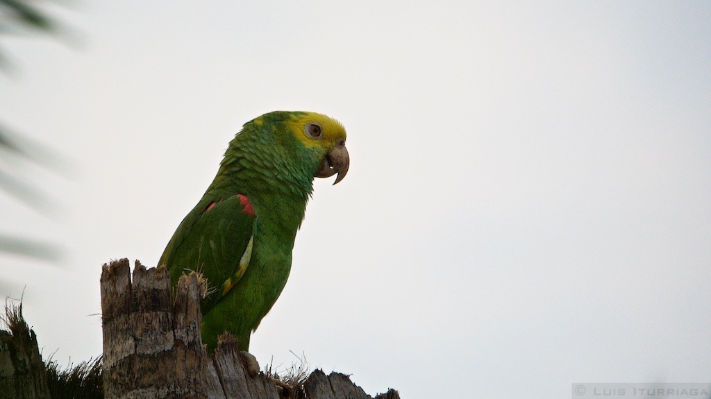 Yellow-headed Parrot - ML52944911