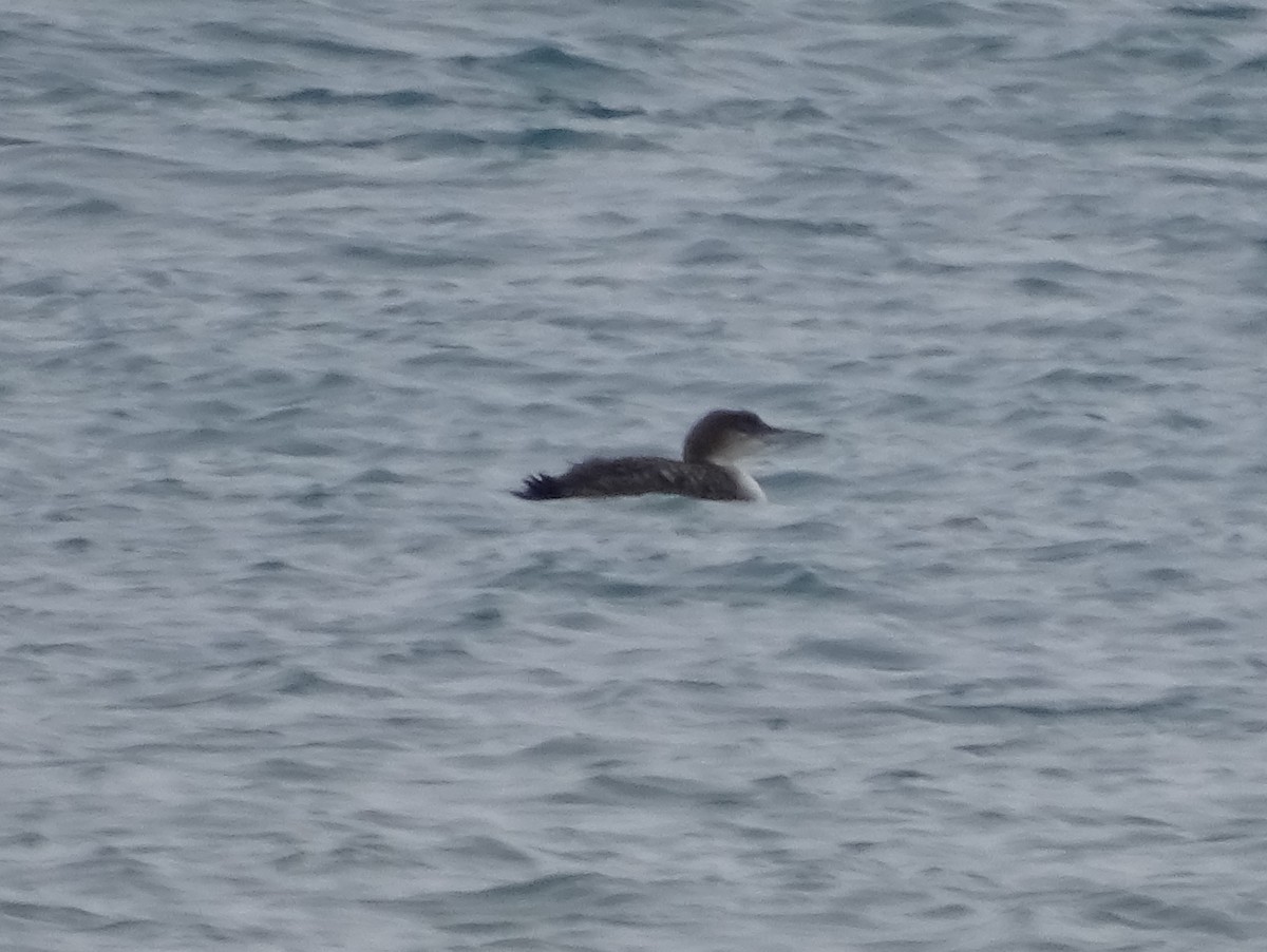 Common Loon - Dennis and Beverley Rock