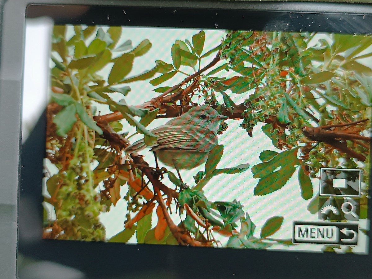 Southern Mouse-colored Tyrannulet - Alexander Ayma COAP-CUSCO