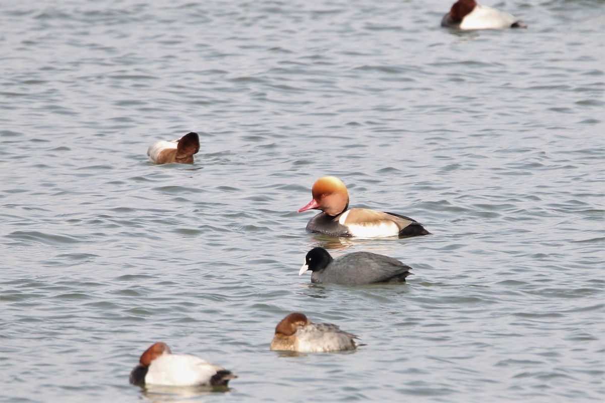 Red-crested Pochard - Anonymous