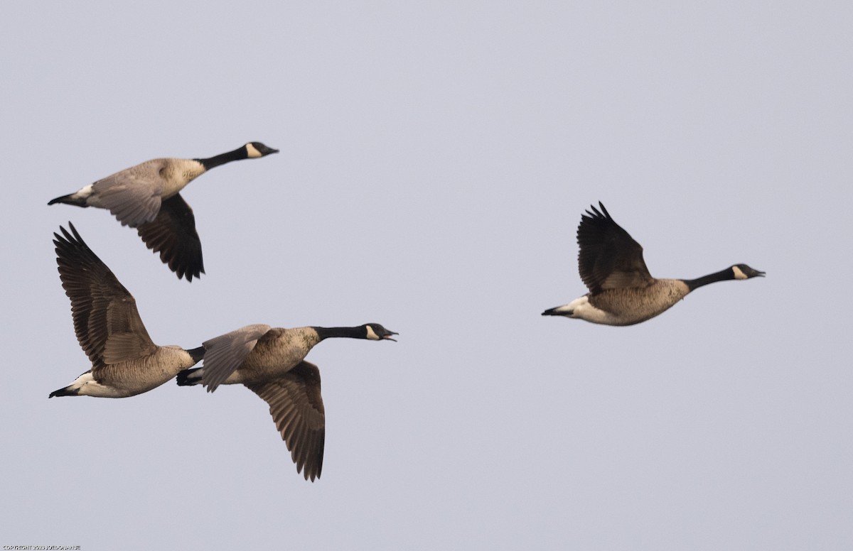 Canada Goose - ML529451191
