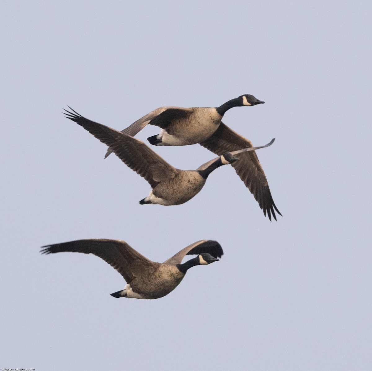 Canada Goose - ML529451201