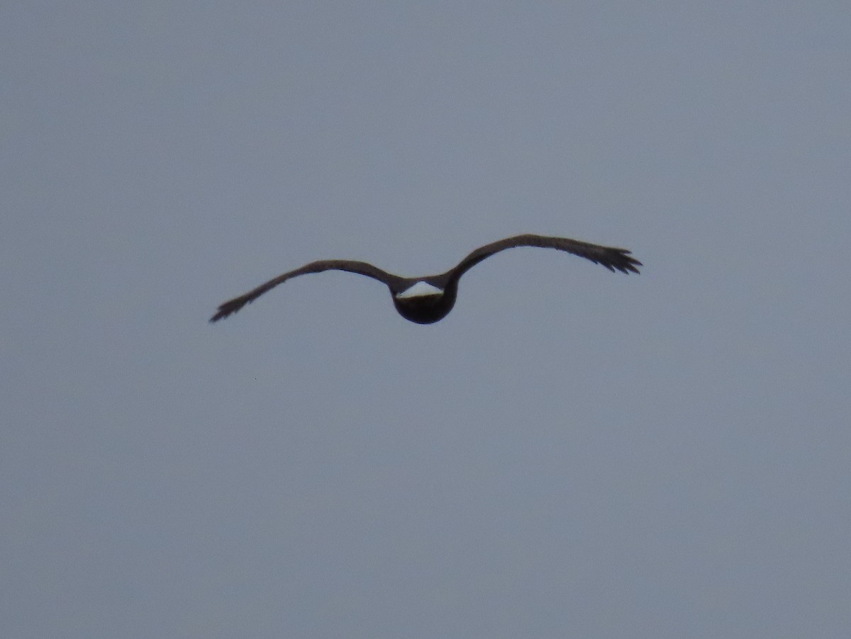 Bald Eagle - ML529451481