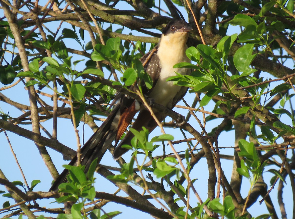 Great Spotted Cuckoo - ML529451691