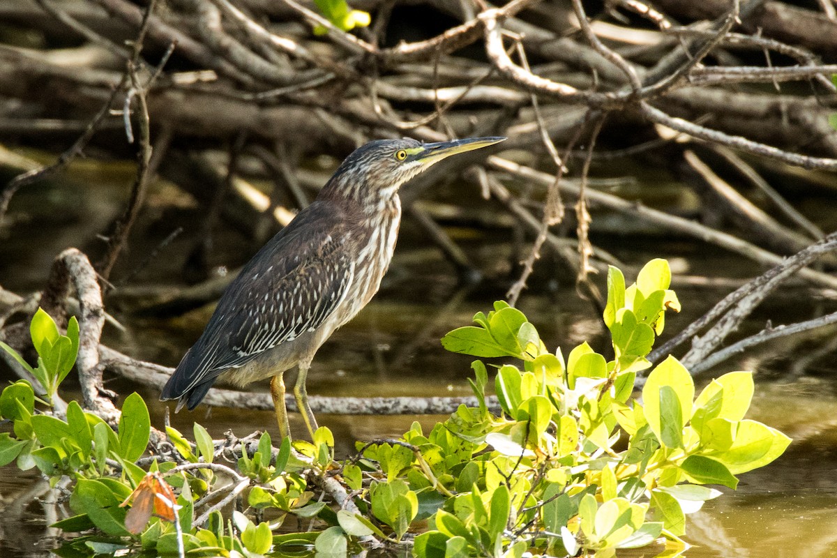 Green Heron - ML529452081