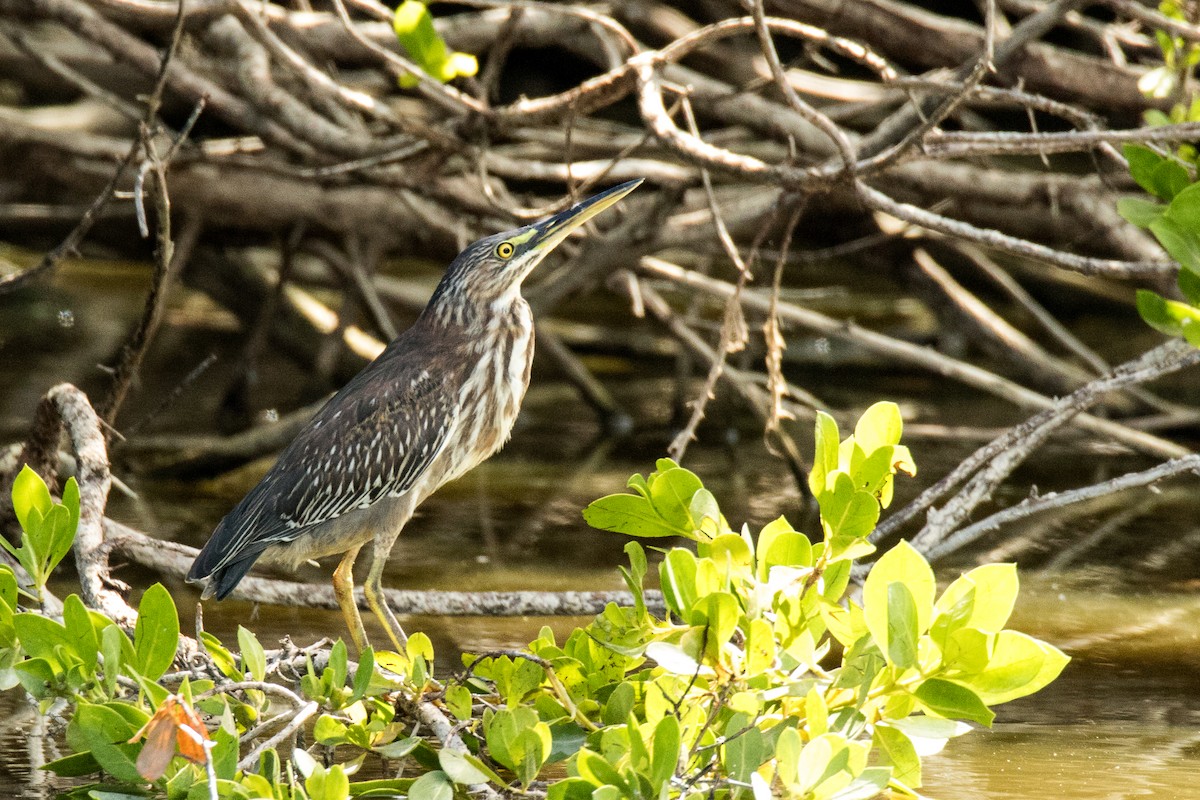 Green Heron - ML529452091