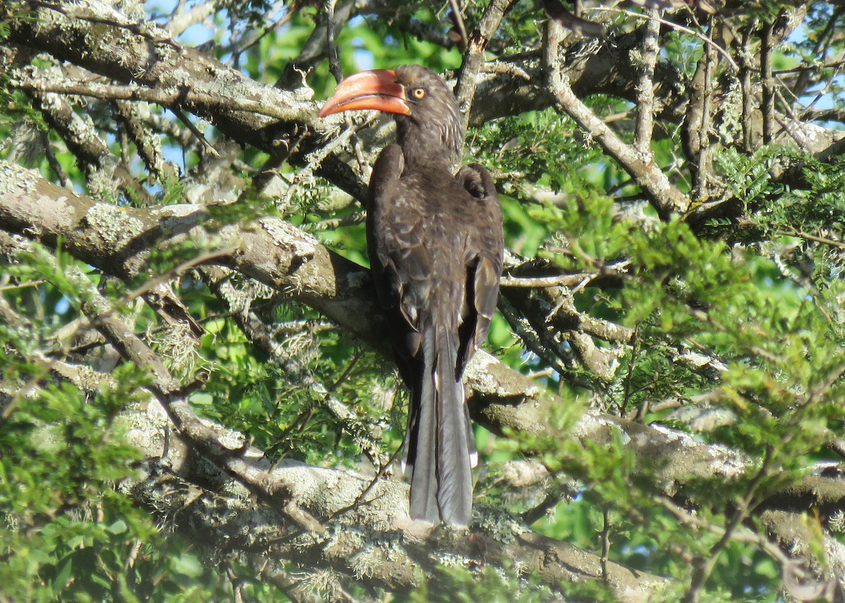 Crowned Hornbill - ML529452151